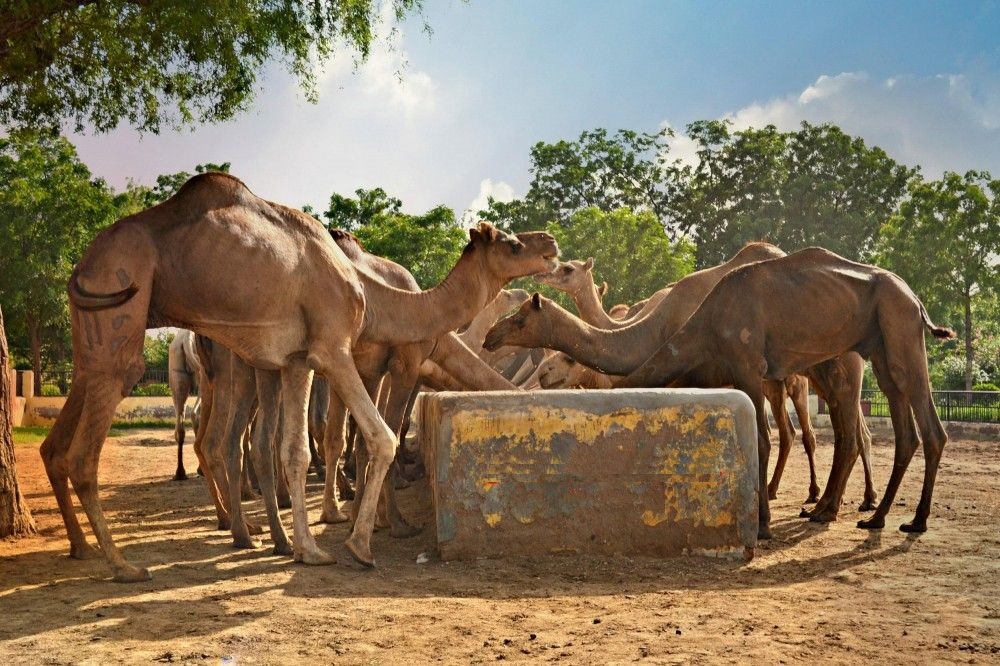 camel breeding farm activities besides exploring the splendid forts and palaces