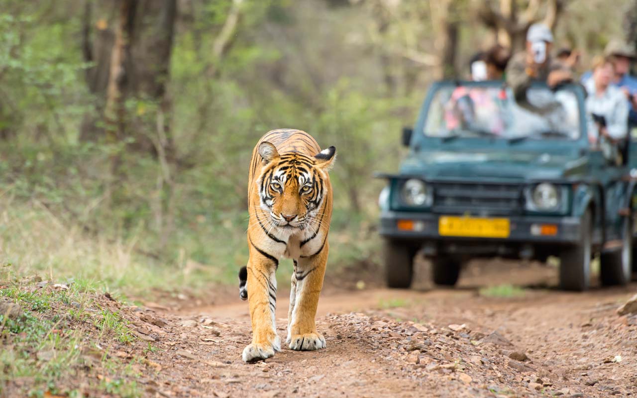 introduction to wildlife tourism in india