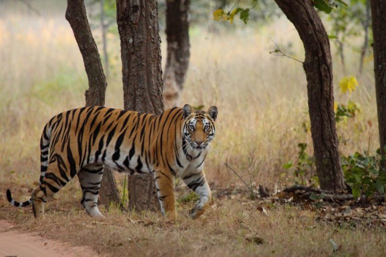 Best Places For Wildlife Photography In India - Go To Town - Travelsite ...