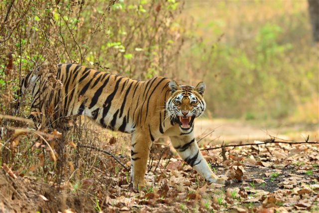 Best Places For Wildlife Photography In India - Go To Town - Travelsite ...